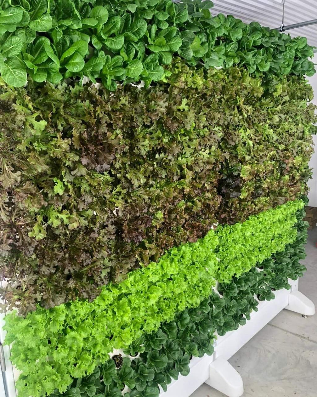 Vertical hydroponic growing tower with leafy greens under LED lights